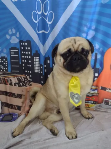 Pug