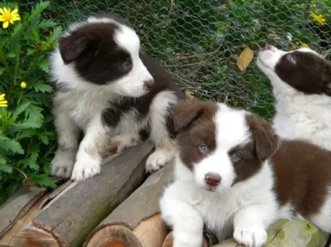 Border Collie "Meu talento é transformar energia em missão."