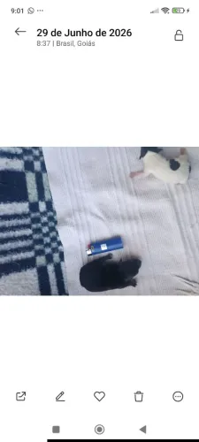 Pinchers micro 