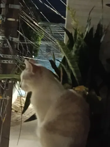 DOANDO GATO MACHO