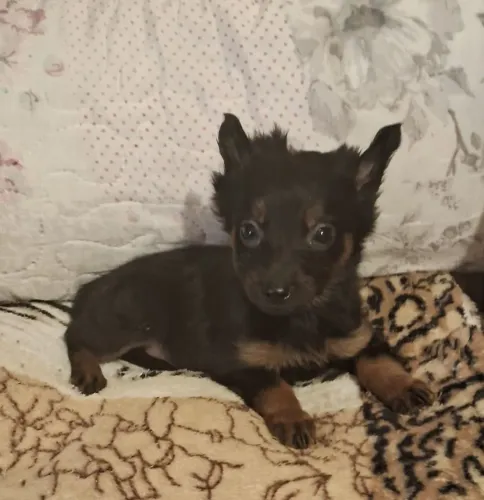 Pinscher Miniatura Zero Com Yorkshire Fêmea Pequenina