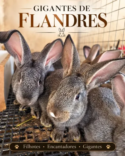 Coelho Gigante de Flandres *