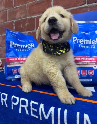 Golden Retriever disponível