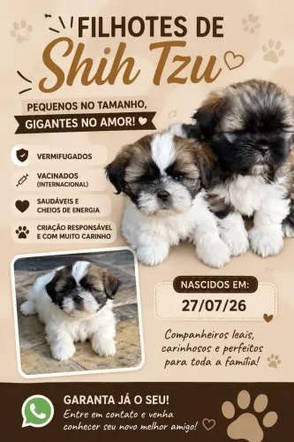 Filhotes de Shih tzu
