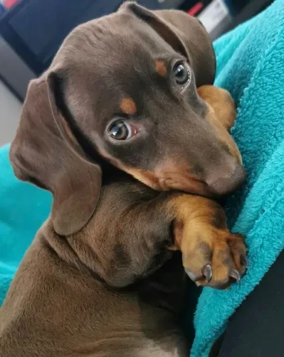 Basset / Teckel A alegria que te espera todo dia