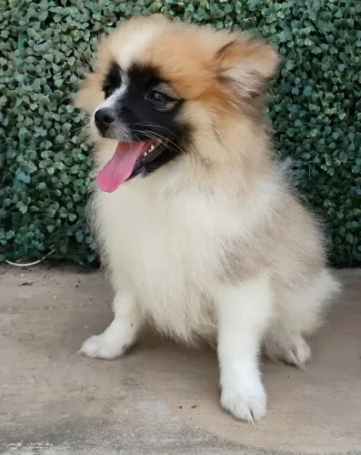 Spitz alemão FEMEA