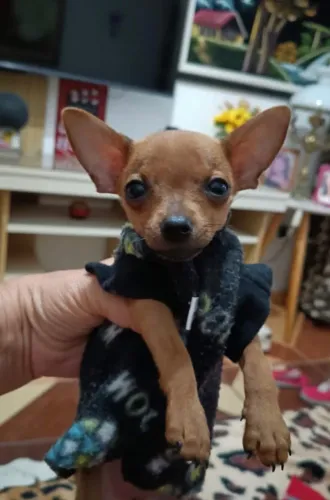 Pinscher 0 -Seu amigo de bolso está aqui 