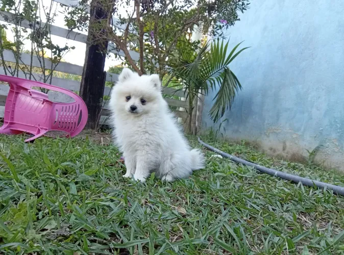 Spitz alemão Macho