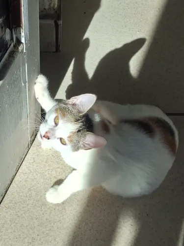 Doa-se filhote de gata