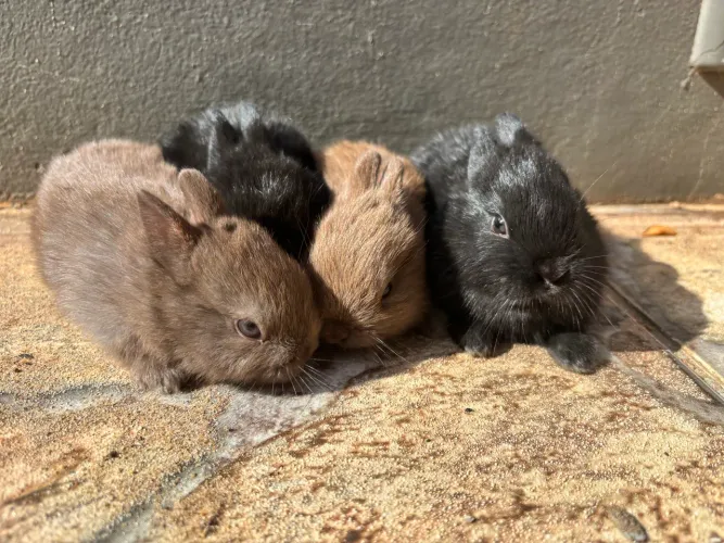 Filhotes coelhos Netherland 