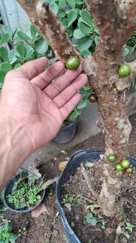 Jabuticabeira Híbrida Produzindo (1.80m)