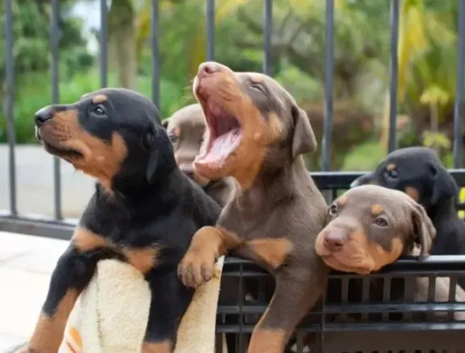 Dobermam fêmeas