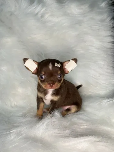 chihuahua Perfeitos para o seu Lar - Pedigree e Vacinada- Fêmea