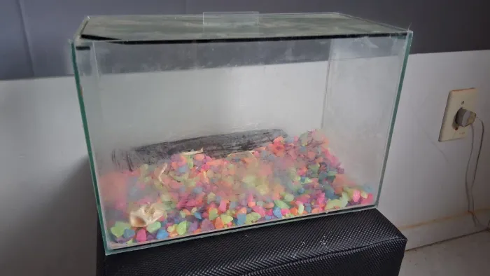 Aquário 5 litros