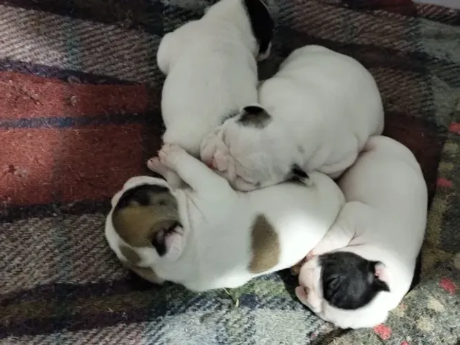 Bulldog francês