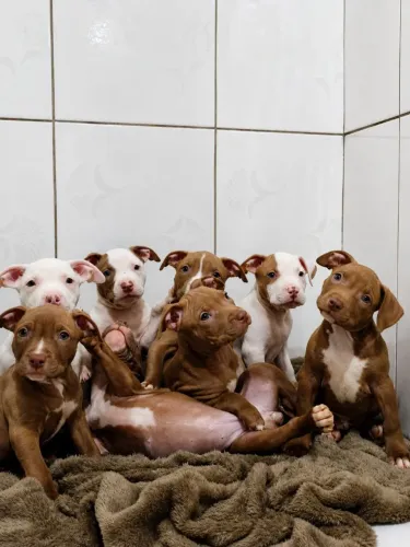 Filhotes Pitbull