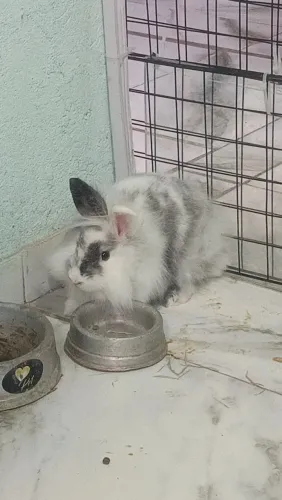 Mini Lion