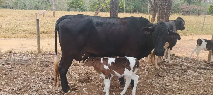 Vaca leiteira