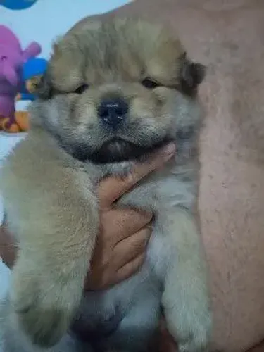Filhotes de Chow Chow