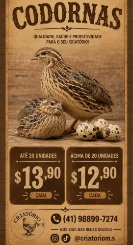 Codornas 