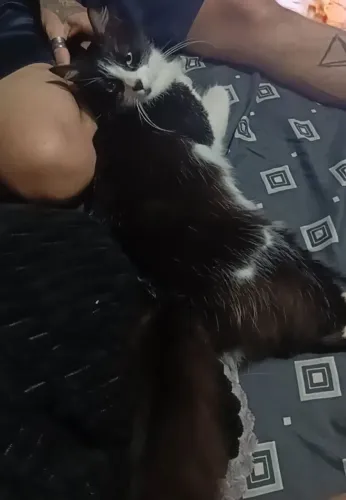 Gata carinhosa para doação