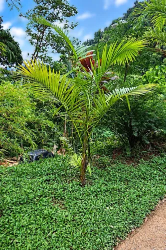 Palmeira natural para jardim ?