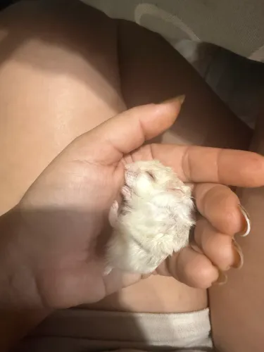 Filhote de hamster olhos vermelhos 