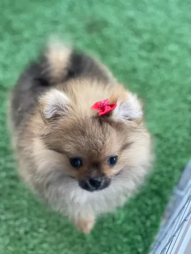 Filhotes de spitz alemão (Lulu da Pomerania) 