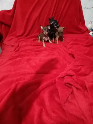 Feminha chocolatinha e machinho caramelinho filhotinhos de pinscher miniatura zerinho 
