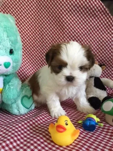 Shih tzu pequeno e docil