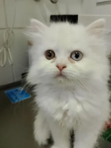 Filhotes de gato persa.