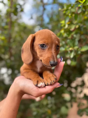 Basset Dachshund caramelo macho