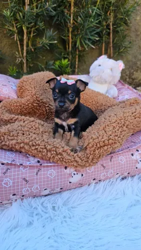 Pinscher miniatura padrão, cor preta, fêmeas e machos disponíveis. Criação legalizada.  