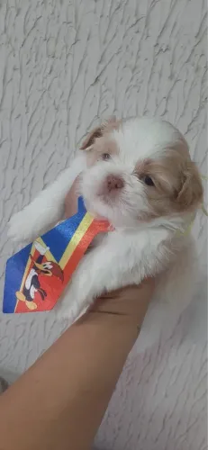 Shih Tzu ideal para quem prefere cães pequenos