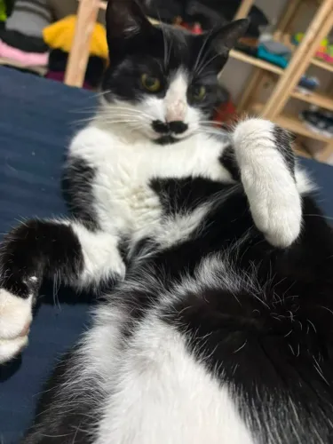 DOA-SE GATA