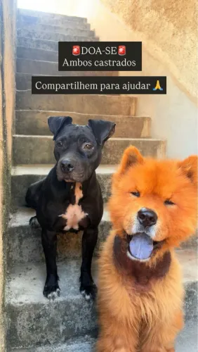 Adoção Responsável - Cachorro