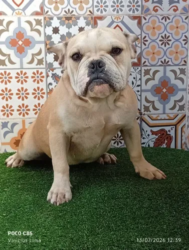American bully
