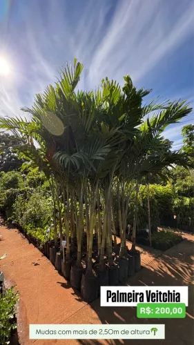 Muda de Palmeira Veitchia
