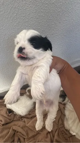 Cachorro 