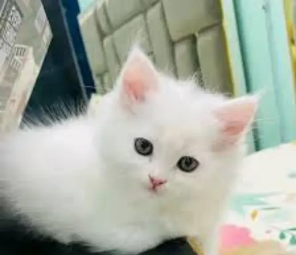 Gatinho angorá macho Branco disponível