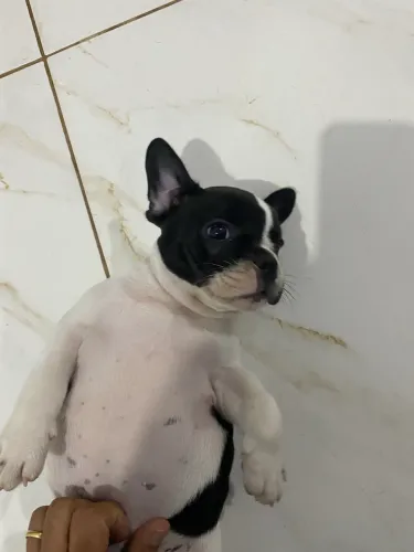 B u l l d o g  Francês 