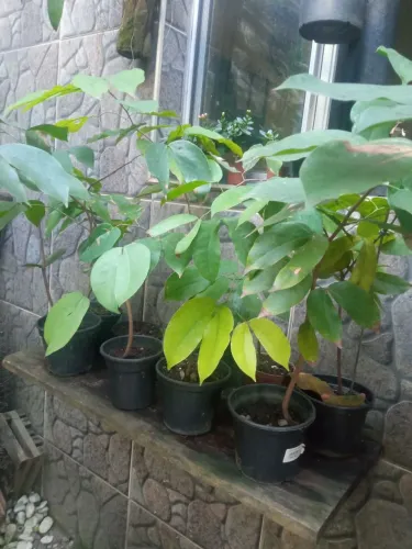 Muda de jatobá