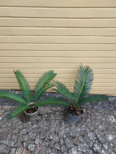 CYCA ou sagu de jardim, cada.