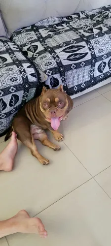 Cachorro