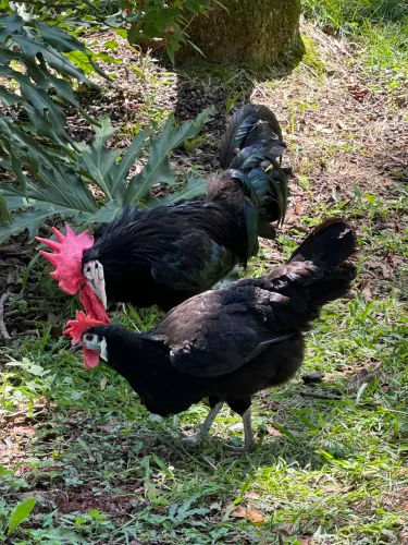Galinha cara de palhaço 