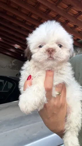 Shih tzu macho 45 dias