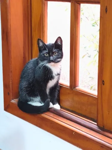 Gatinho macho pra doação responsável