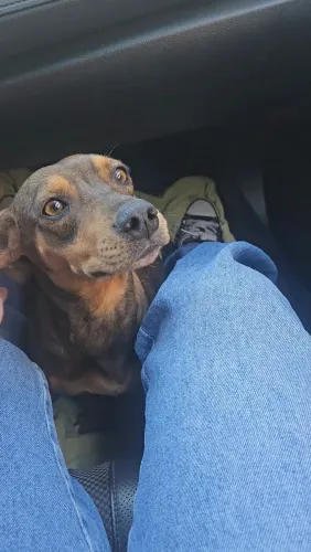 Adoção ou lar temporário cachorrinha fêmea