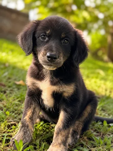 Doação de cachorrinha filhote fêmea 6 meses 
