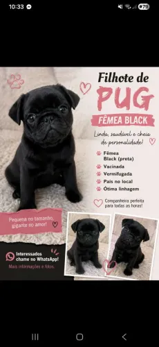 Promoção pug
